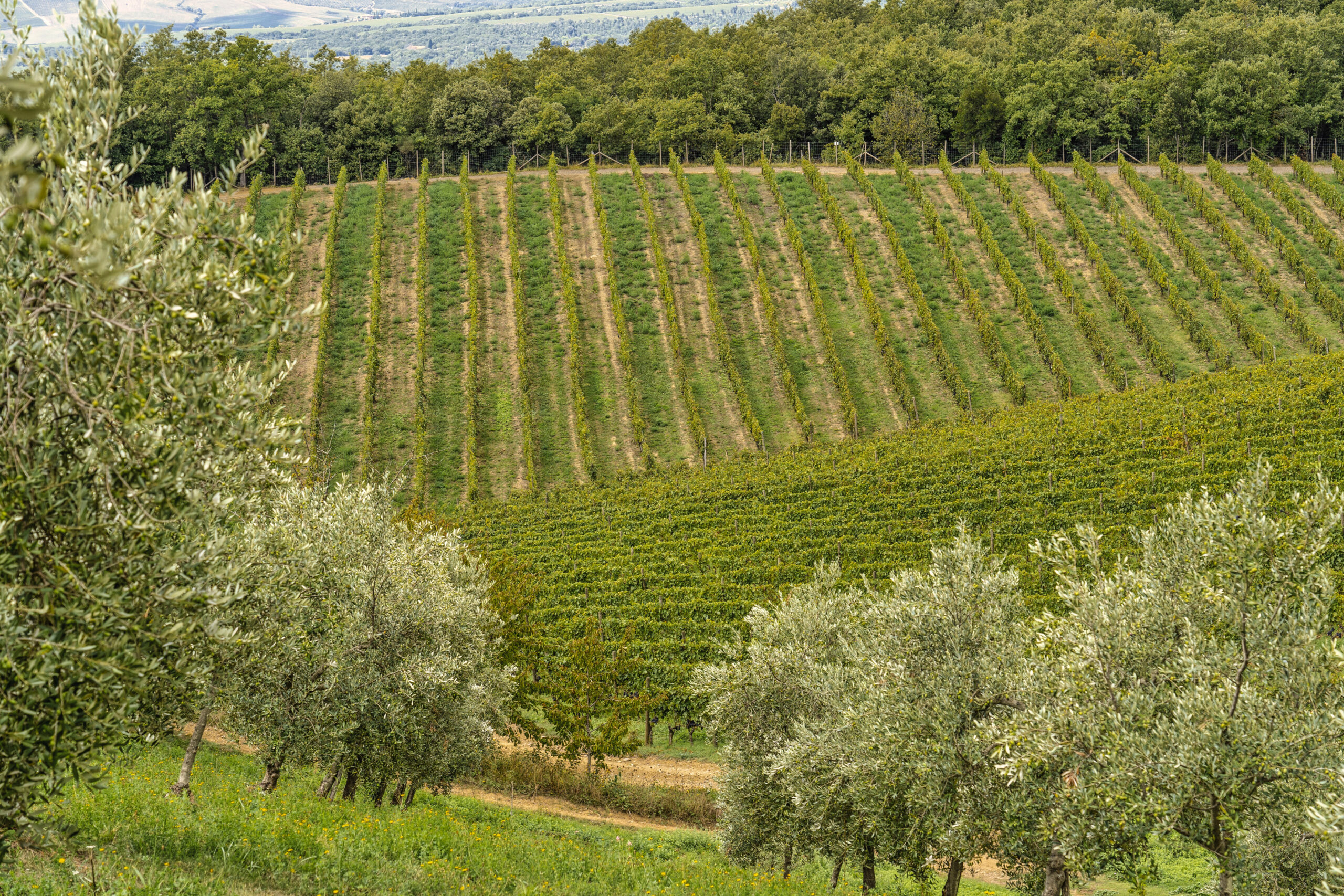 Le Ragnaie vineyards